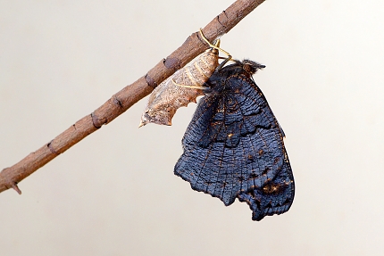 dagpauwoog (Aglais io) 8-2017 3438